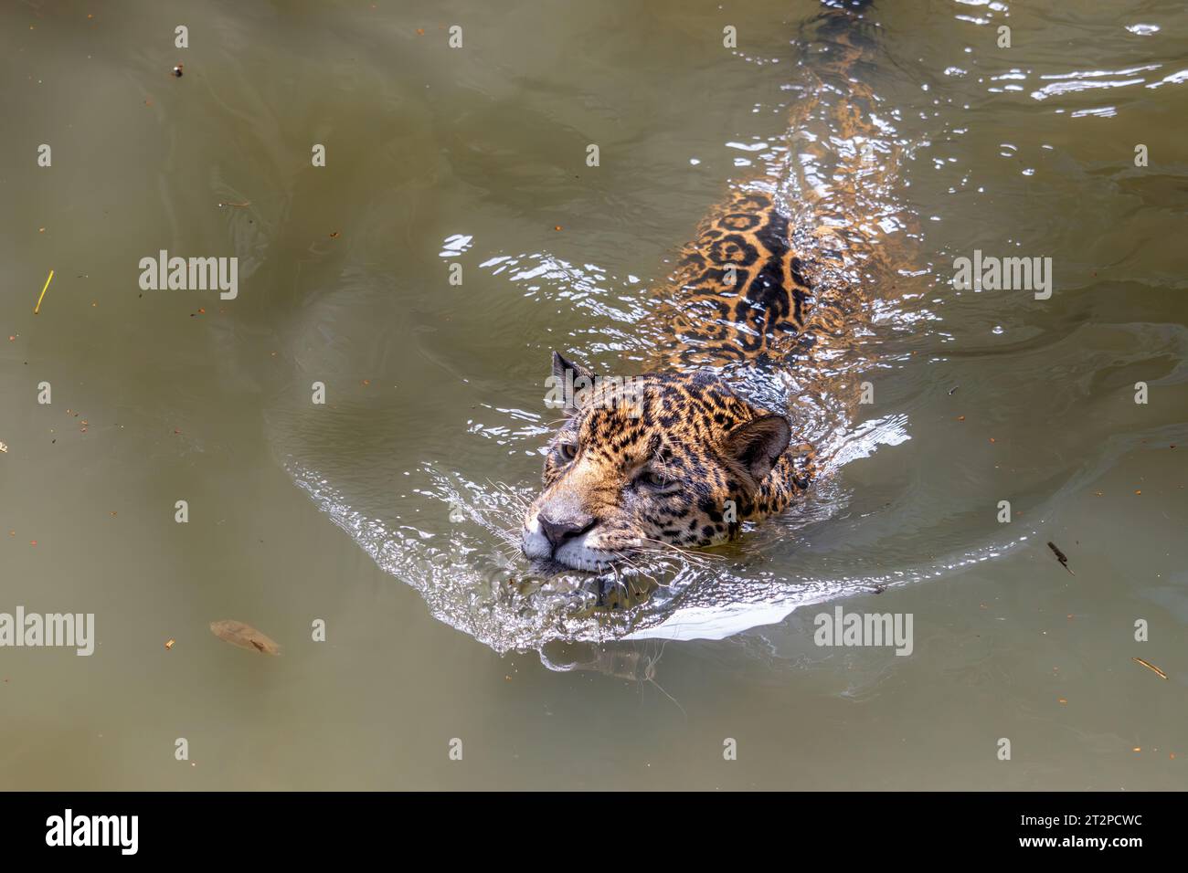 Una jaguar (Panthera onca) nuota nell'acqua Foto Stock