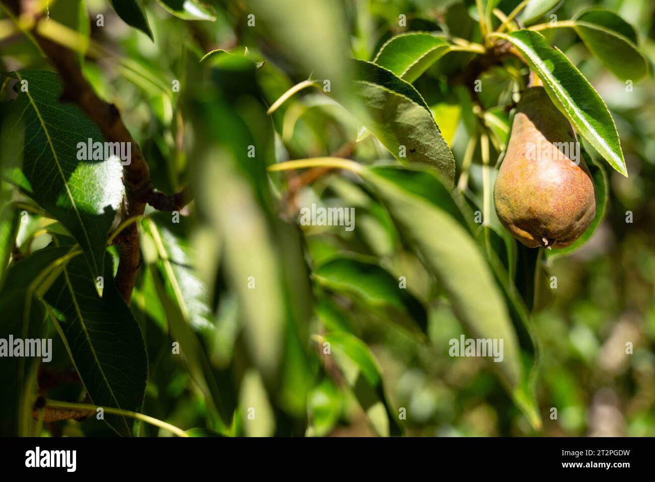 una pera di maturazione su un ramo a foglia vicino al momento del raccolto Foto Stock