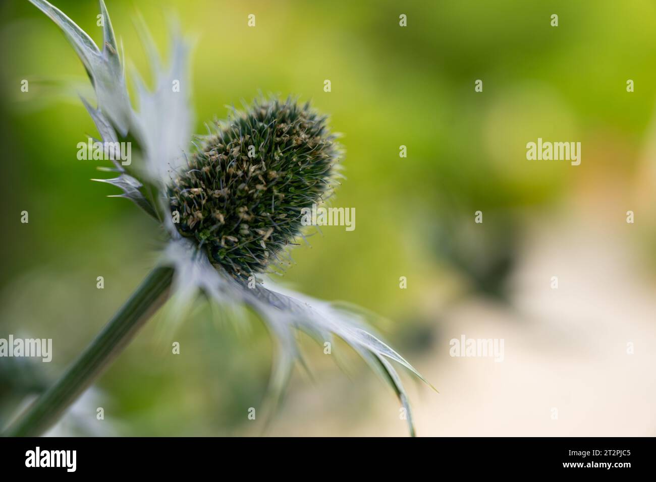 Macro dettaglio del fiore fantasma di Miss Wilmot (Eryngium giganteum) Foto Stock