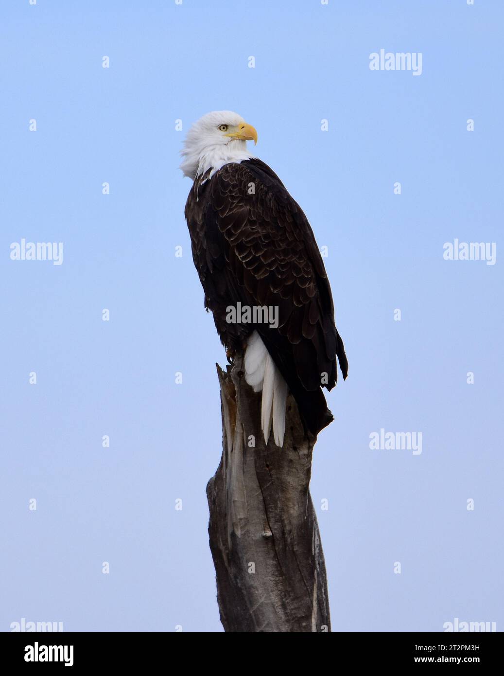 primo piano della magnifica aquila calva in un albero di cottonwood in uno stagno nel rifugio naturale nazionale bosque del apache, vicino a socorro, nel nuovo messico meridionale Foto Stock