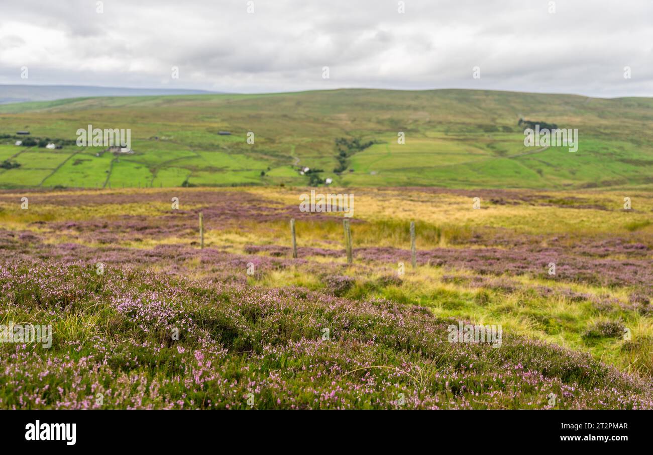 heather Growing in the North Pennines area of Outstanding Natural Beauty (AONB), Northumberland, Regno Unito Foto Stock