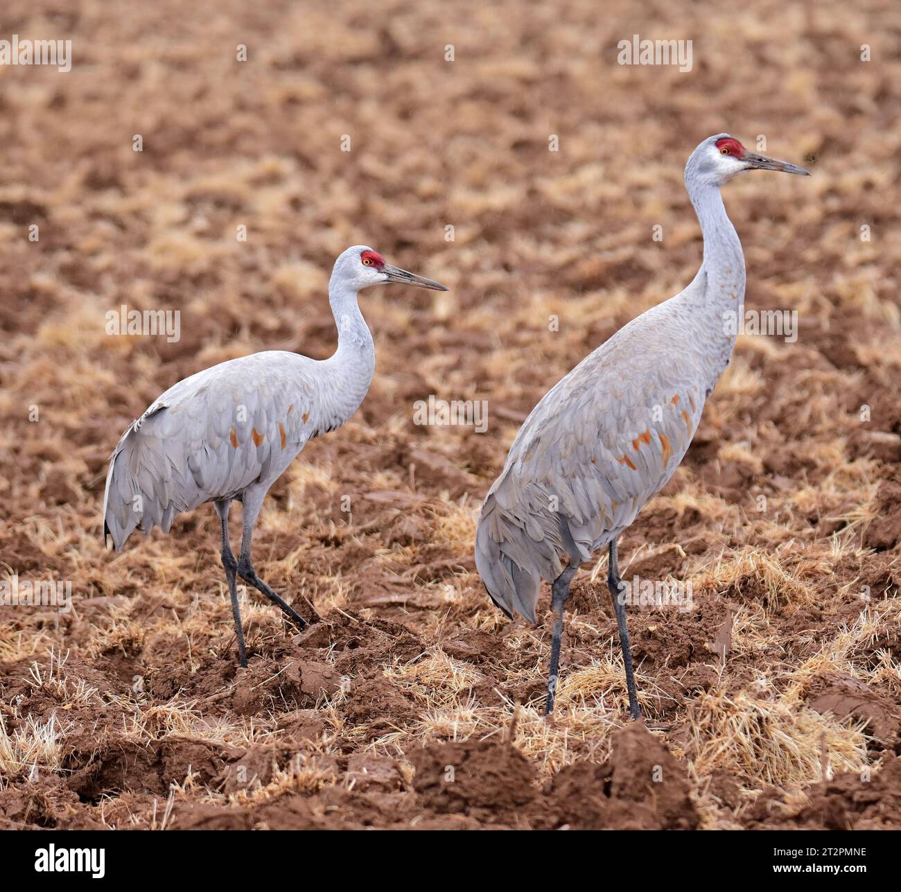 primo piano di due maestose gru di sabbia che si trovano in un campo di mais nel loro habitat invernale del rifugio naturale statale bernardo, vicino a socorro, new mexico Foto Stock