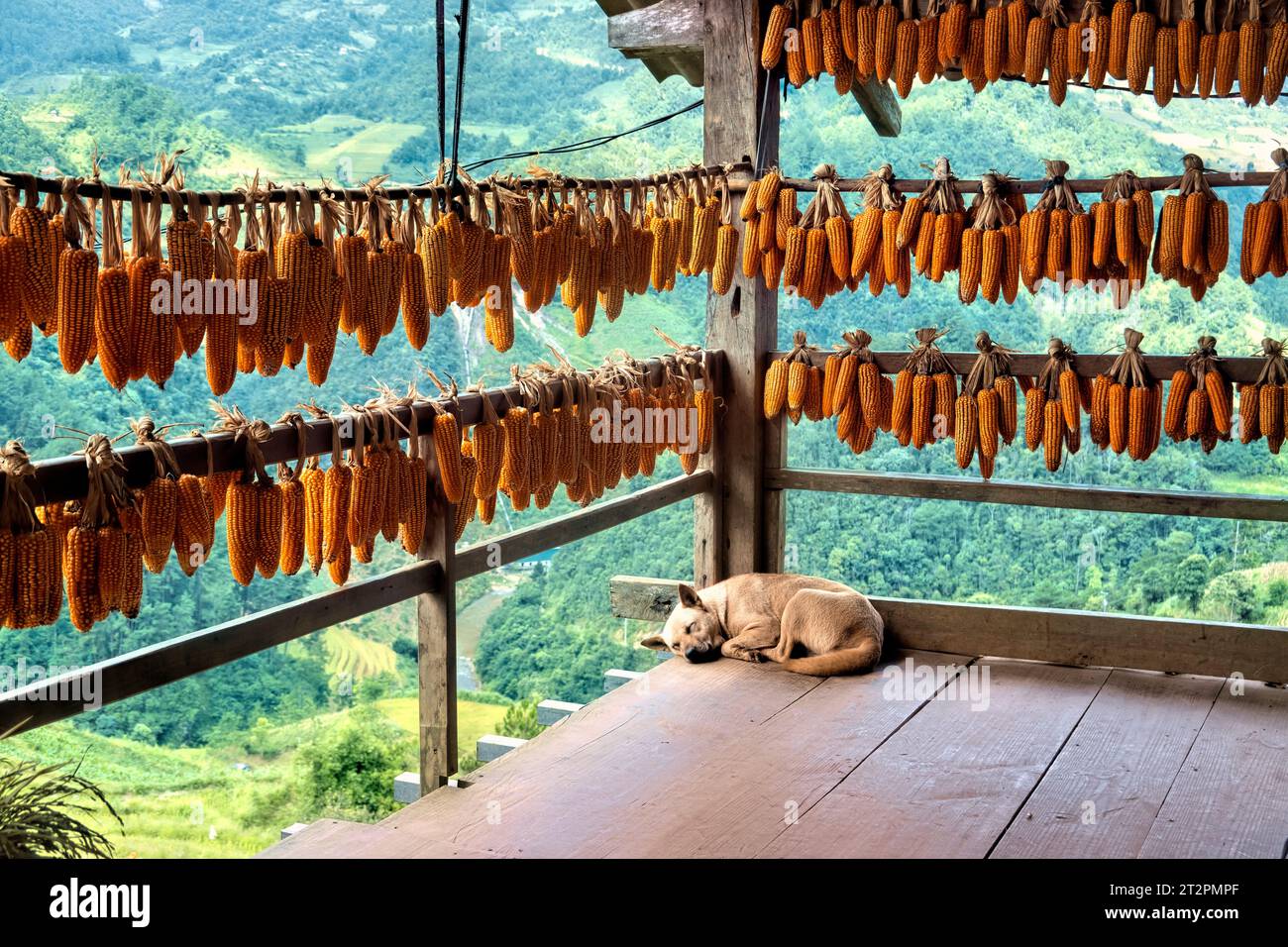 Giorno del cane pomeriggio, Mu Cang Chai, Yen Bai, Vietnam Foto Stock