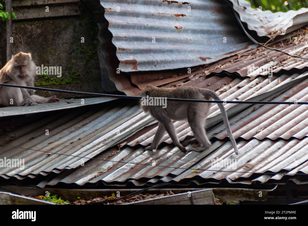 Scimmie che si rilassano e riposano sui tetti in acciaio ondulato vicino alla Foresta delle scimmie di Ubud. Foto Stock