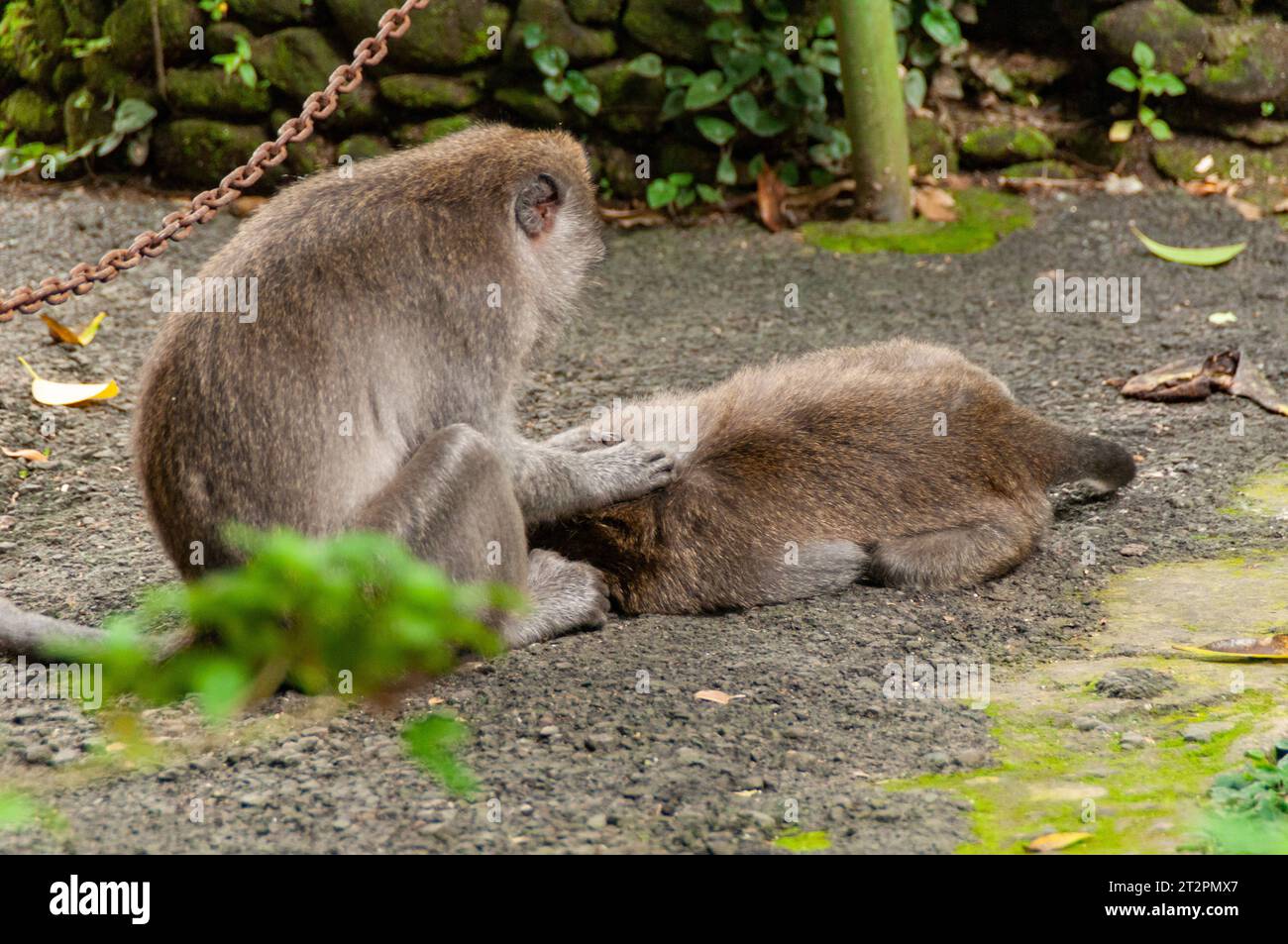 Scimmie nella Foresta delle scimmie a Ubud, Bali Foto Stock