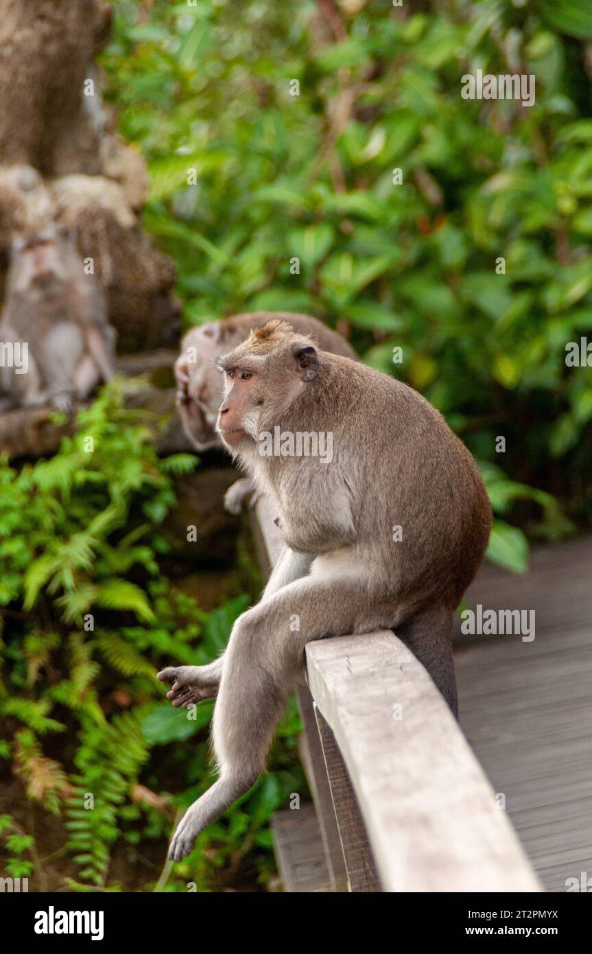 Scimmie nella Foresta delle scimmie a Ubud, Bali Foto Stock