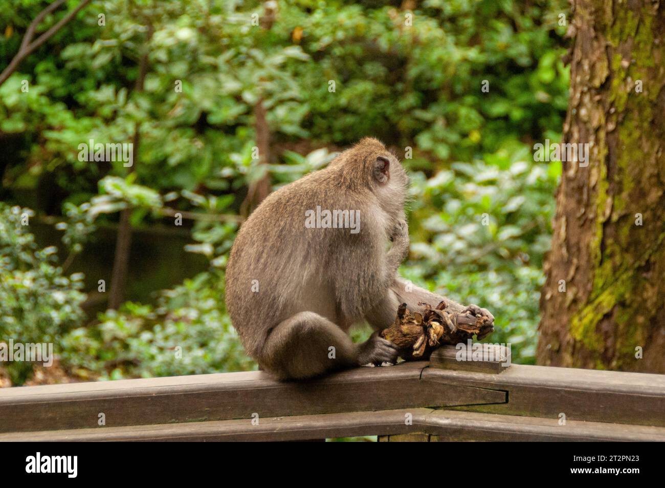 Scimmie nella Foresta delle scimmie a Ubud, Bali Foto Stock