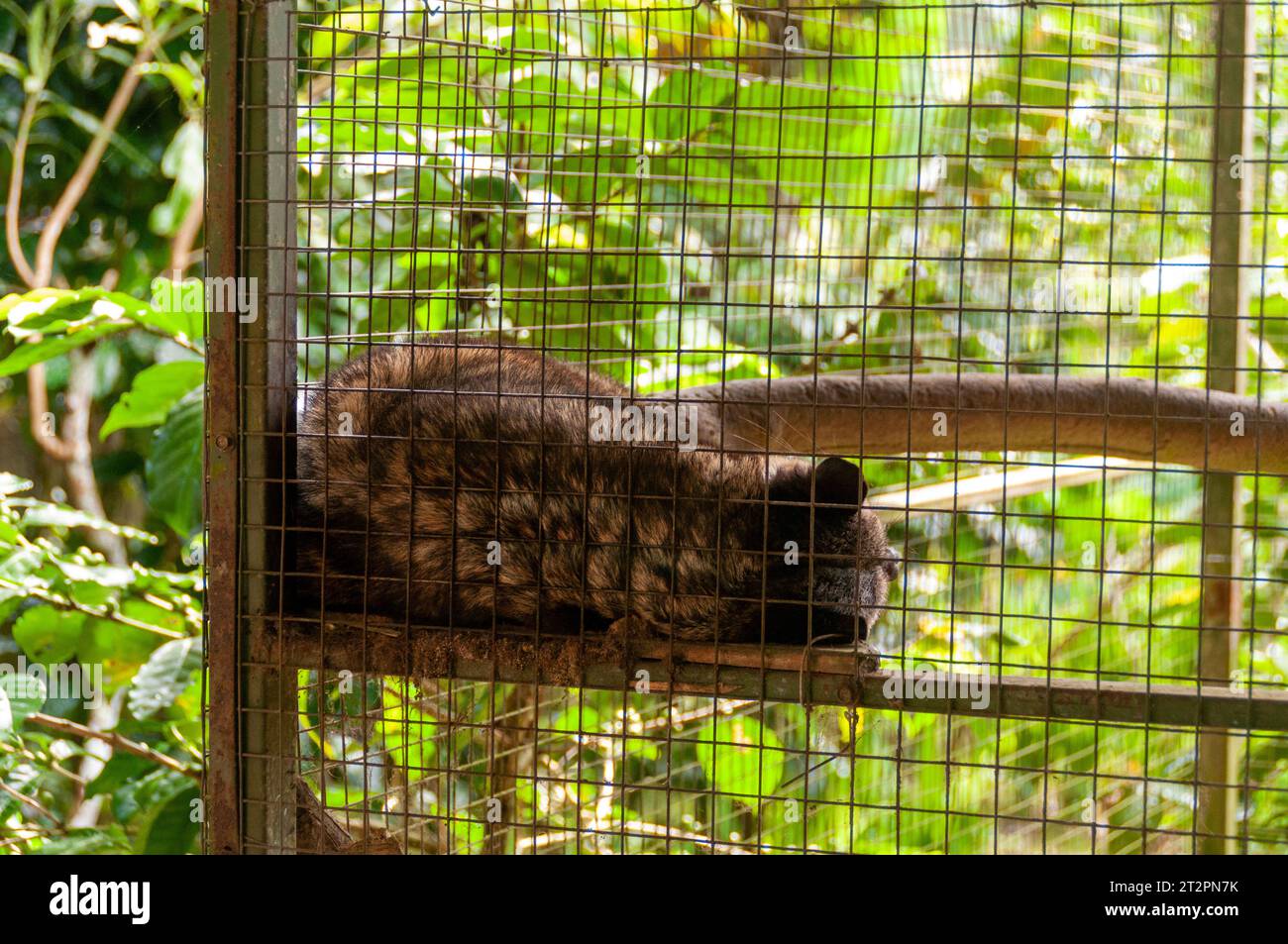 Un gatto di Civet (Luwak) che dorme in cattività in un impianto di produzione di Kopi Luwak a Bali, Indonesia Foto Stock