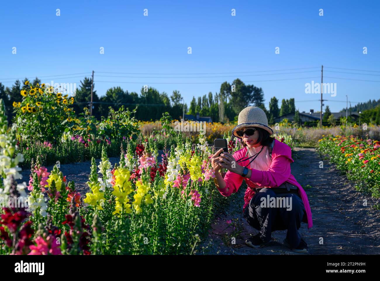 Donna che scatta foto da smartphone di bellissimi fiori. Foto Stock
