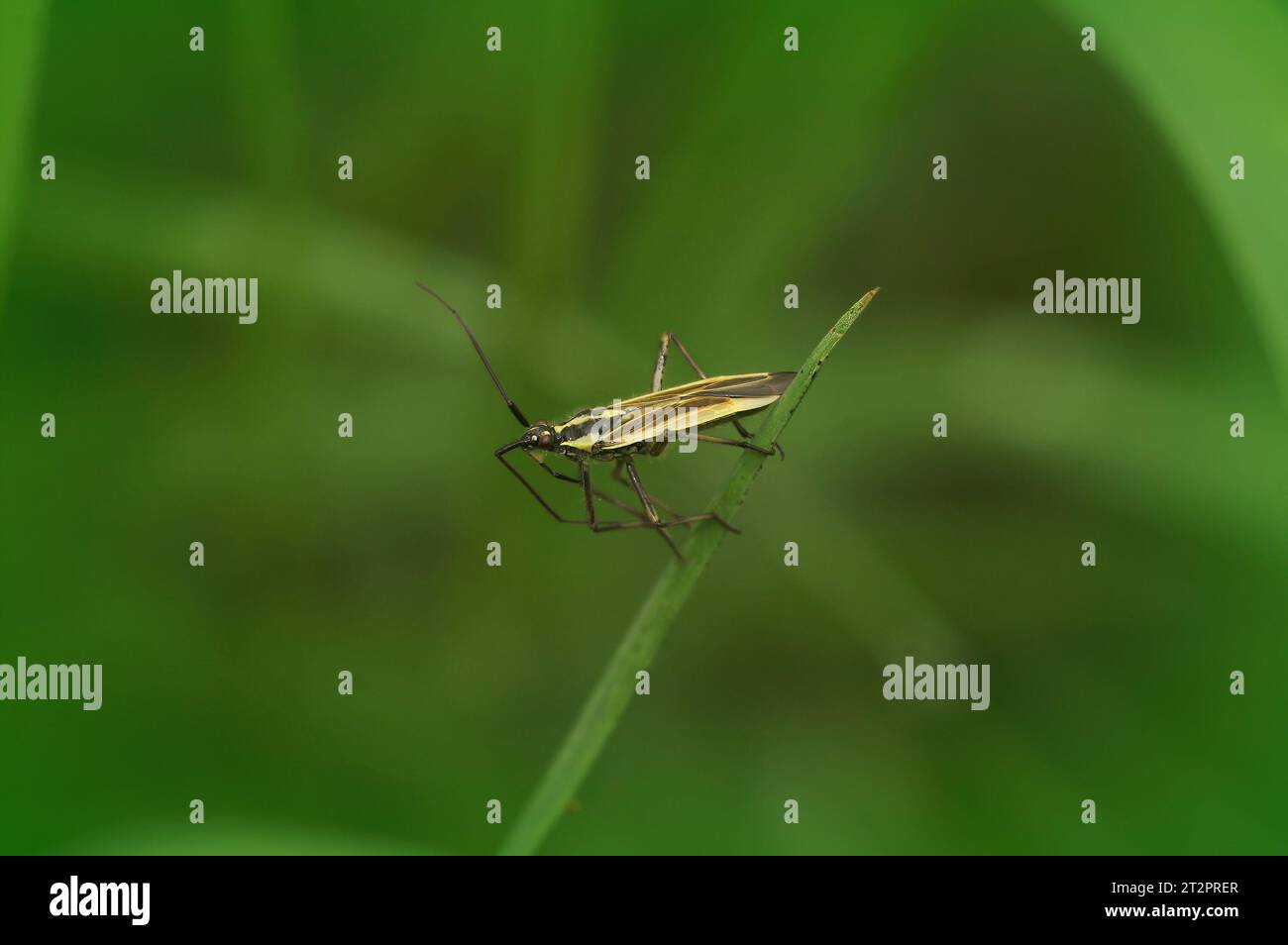 Primo piano naturale sul piccolo insetto giallo della pianta del prato, Leptopterna dolabrata seduto su una paglia d'erba Foto Stock