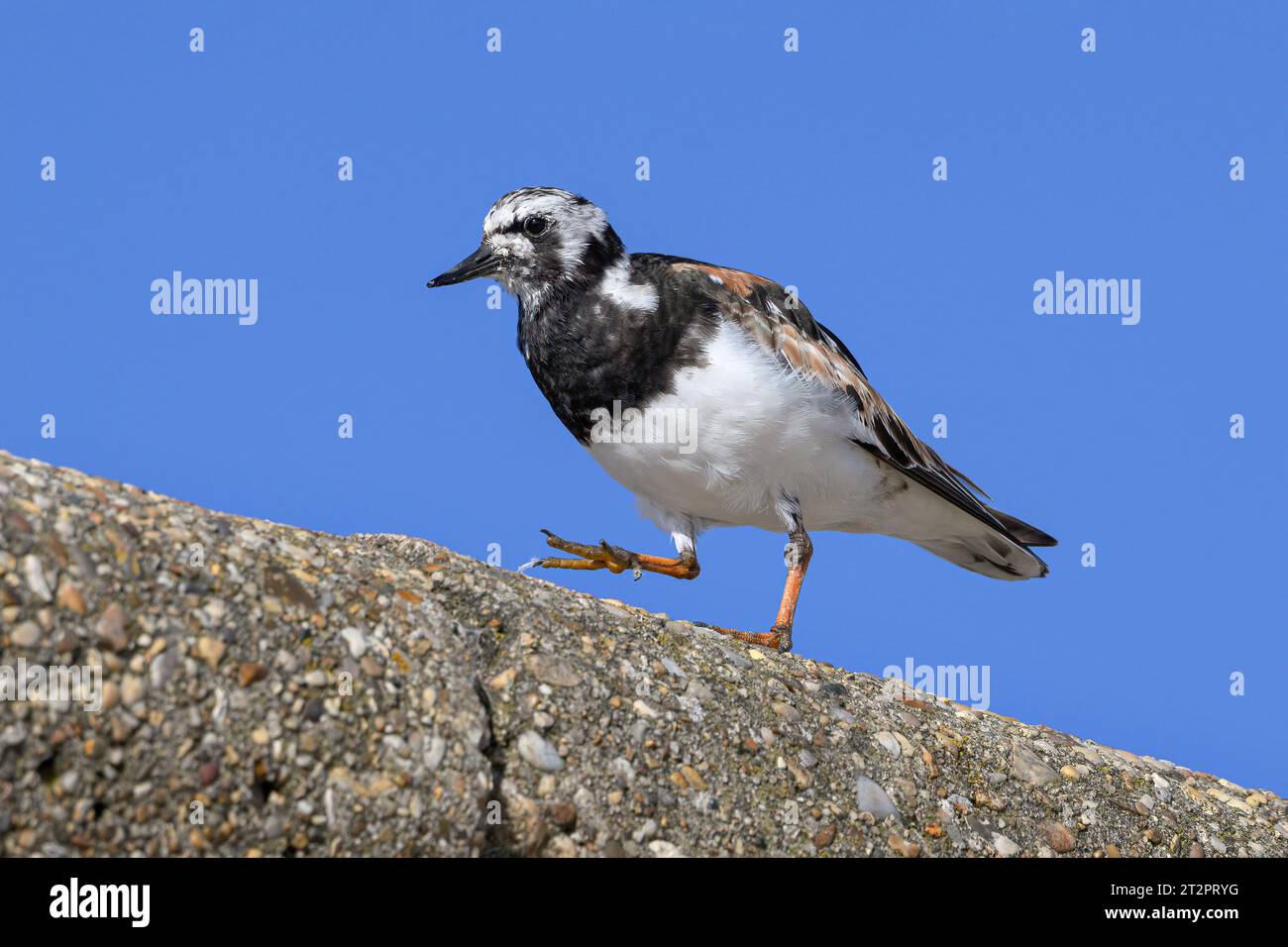 Turnstone, Ruddy Turnstone, Arenaria interpreta, uccelli piumini estivi adulti che fanno foraggio lungo il muro del mare Norfolk April Foto Stock