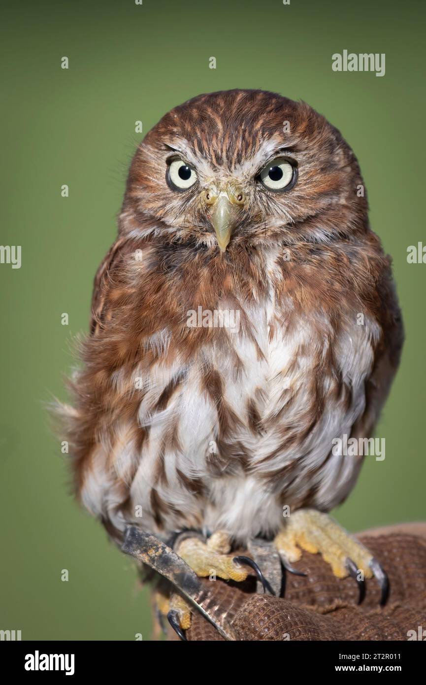 Ritratto ravvicinato di uno dei gufi più piccoli del sud america, un gufo pigmeo ferruginoso Glaucidium brasilianum. Un gufo prigioniero appollaiato sul guanto Foto Stock