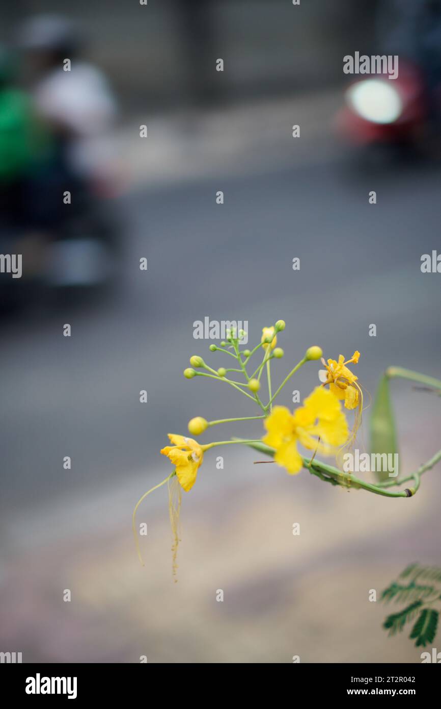 fiore di pavone giallo, visto da vicino da una prospettiva macro. Foto Stock