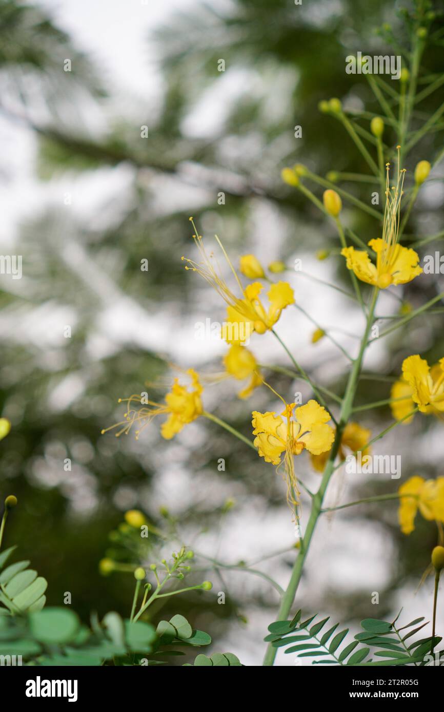 fiore di pavone giallo, visto da vicino da una prospettiva macro. Foto Stock