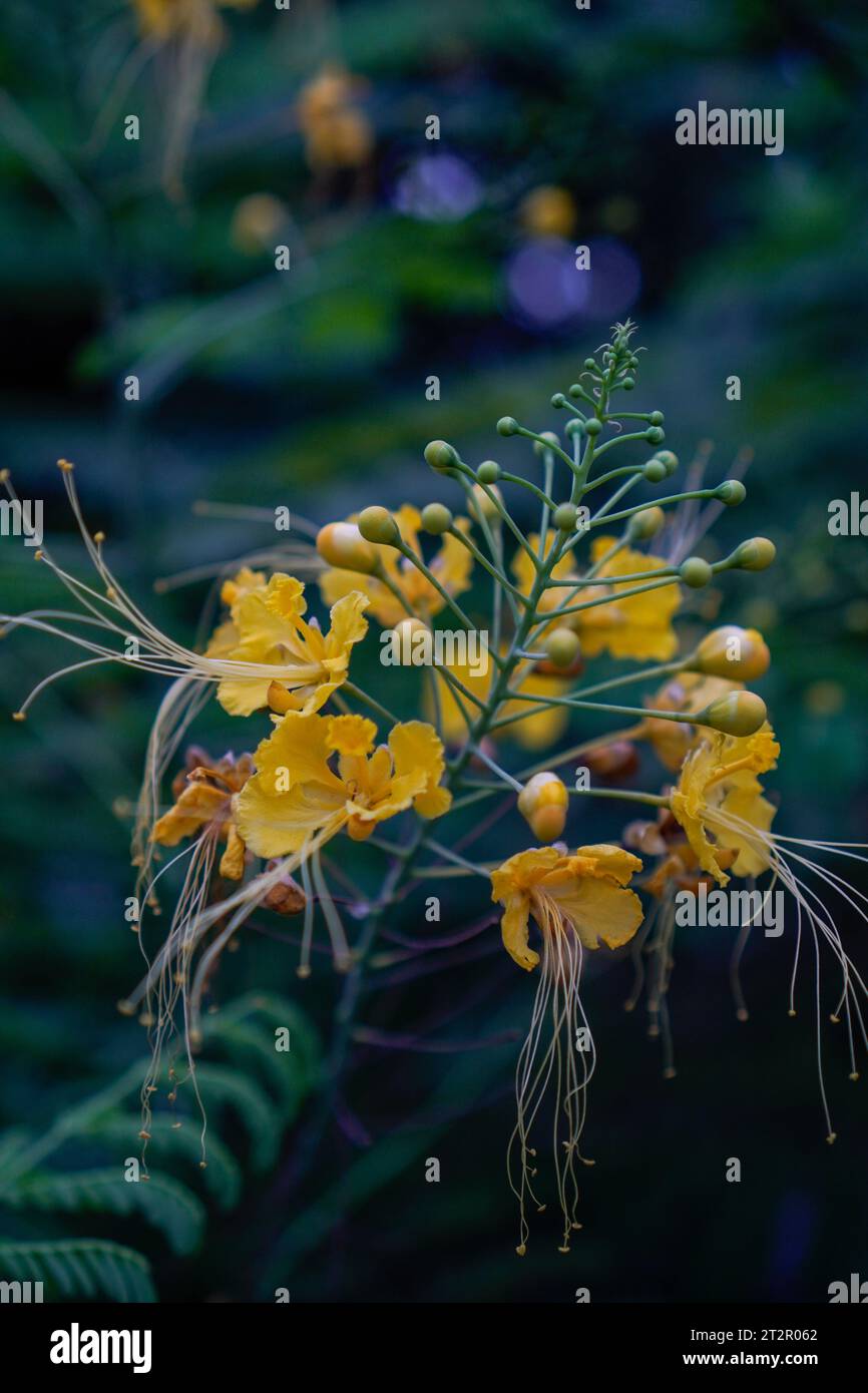 fiore di pavone giallo, visto da vicino da una prospettiva macro. Foto Stock