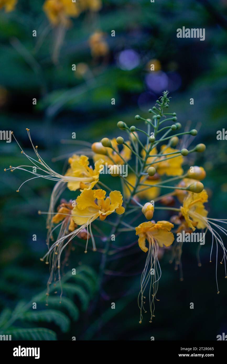 fiore di pavone giallo, visto da vicino da una prospettiva macro. Foto Stock