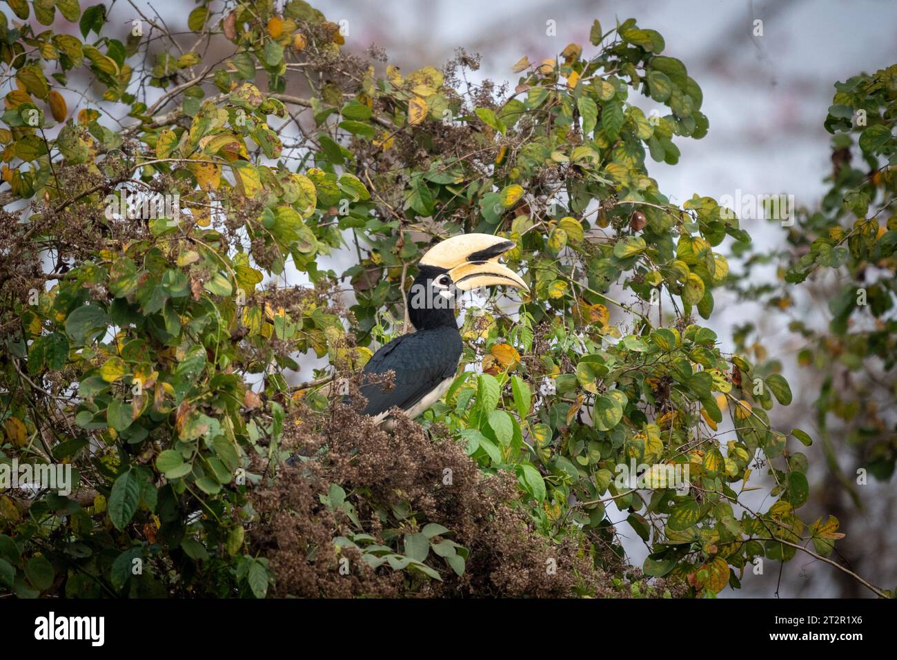 Un Pied Hornbill orientale arroccato in una spessa macchia verde. Foto Stock