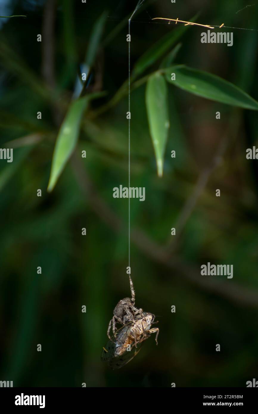 Il ragno di Araneus cattura una cicada nella sua ragnatela e la avvolge prima di mangiarla Foto Stock