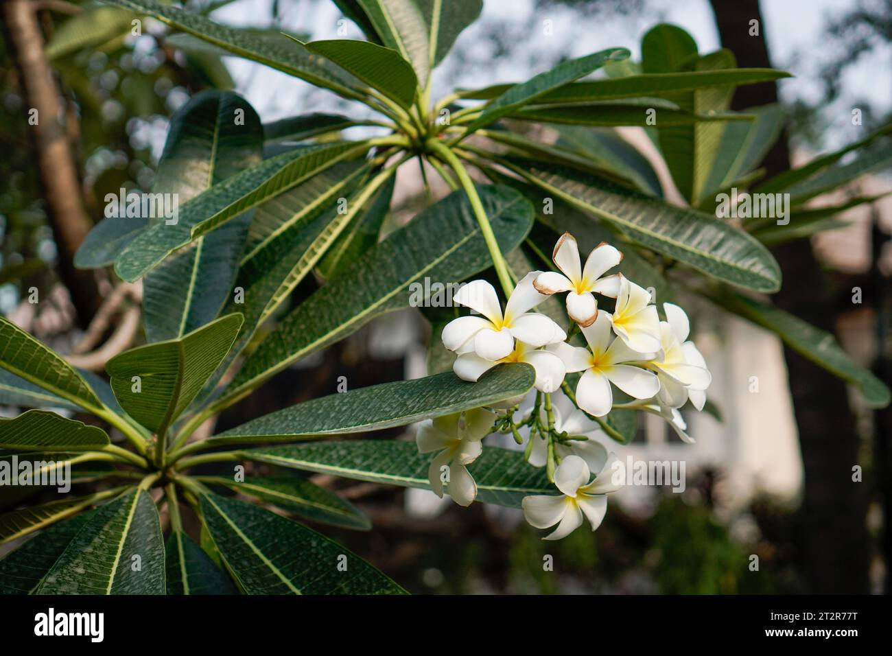 Fiori di frangipani bianchi, visti da vicino su uno sfondo sfocato. Foto Stock