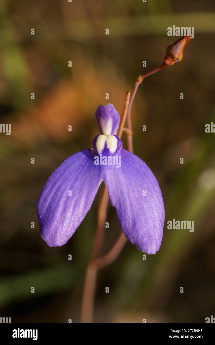 Fiore della vescica carnivora Utricularia leptoplectra nell'habitat naturale, territorio del Nord, Australia Foto Stock