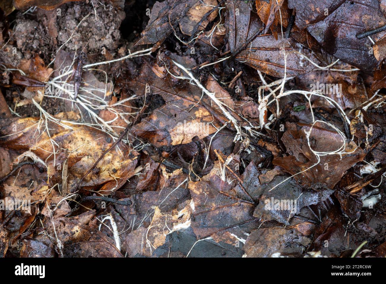 Micelio fungino, fili bianchi di un fungo in lettiera di foglie in bosco, Inghilterra, Regno Unito, autunno Foto Stock