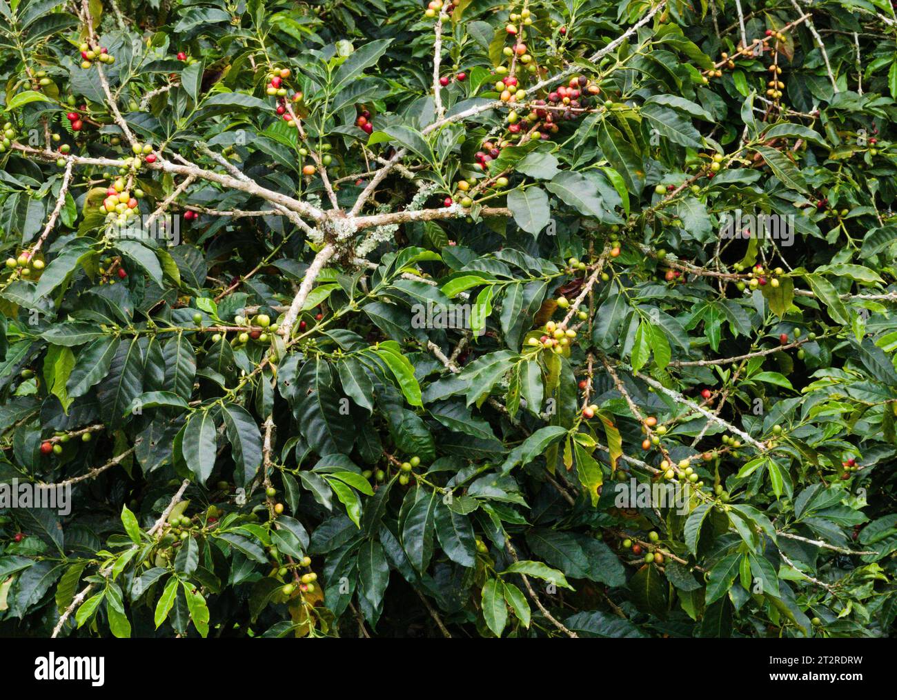 Piantine di caffè, Valle de Corcora, Colombia Foto Stock