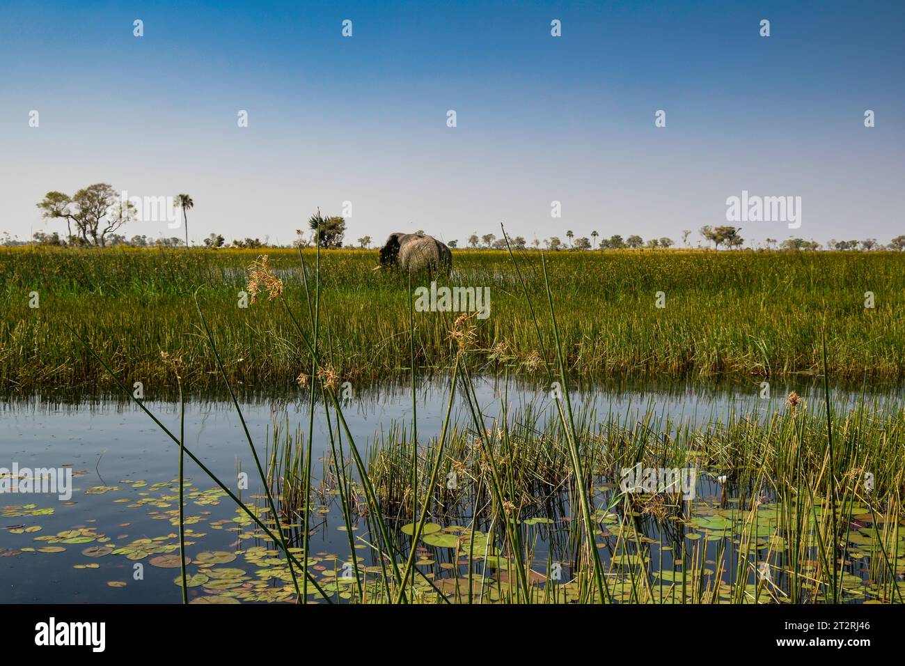 Paesaggio sul Delta dell'Okavango Foto Stock