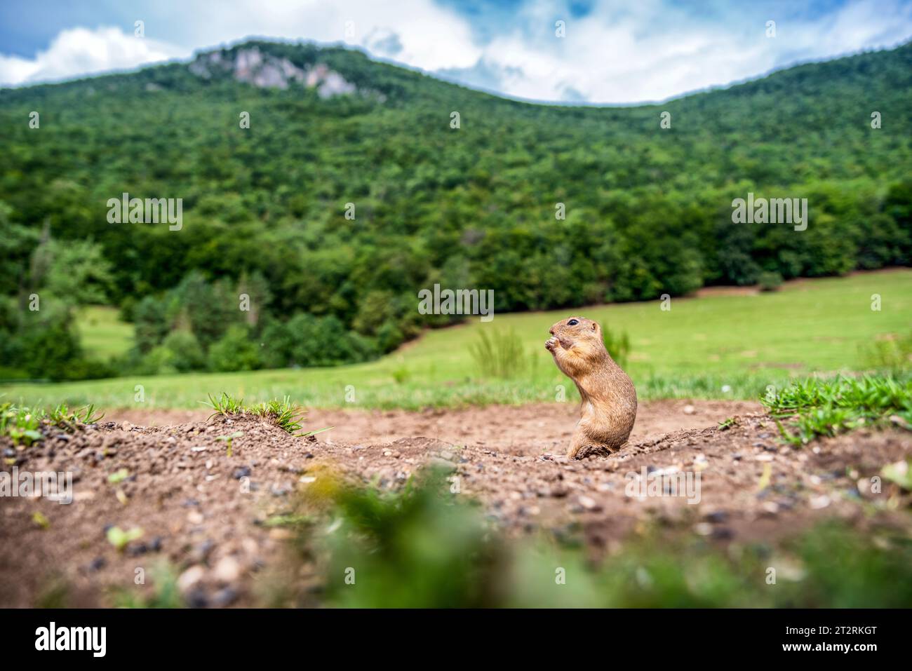 Scoiattolo macinato europeo mangiare cibo nel parco nazionale Muranska planina in Slovacchia. Foto Stock