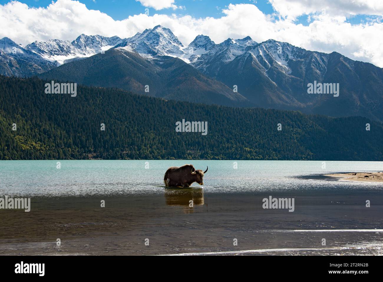 Bagno tibetano di yak nero nel lago sacro Foto Stock