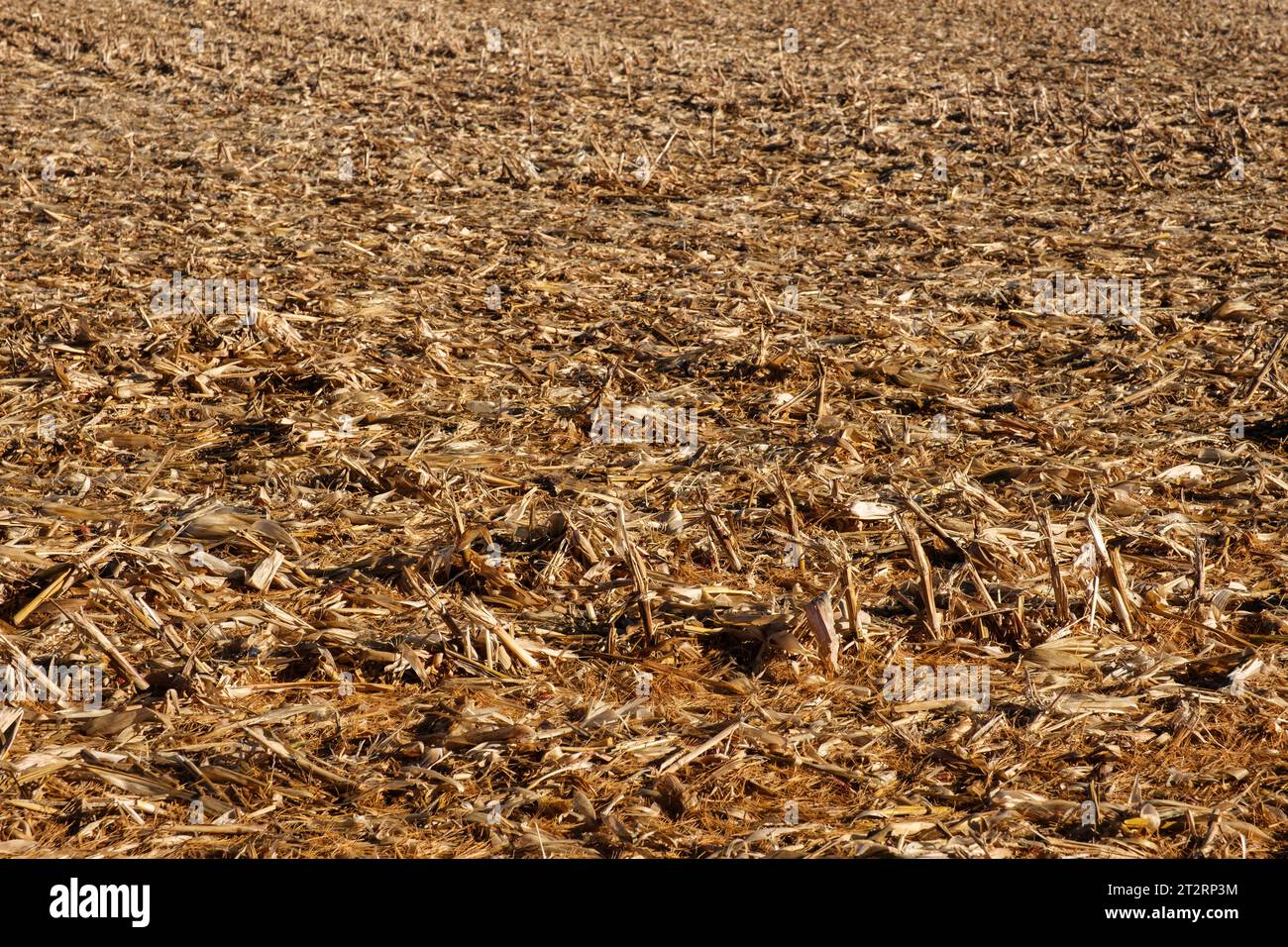 Iowa Cornfield After Fall Harvest, Long Grove, Iowa, USA. Foto Stock