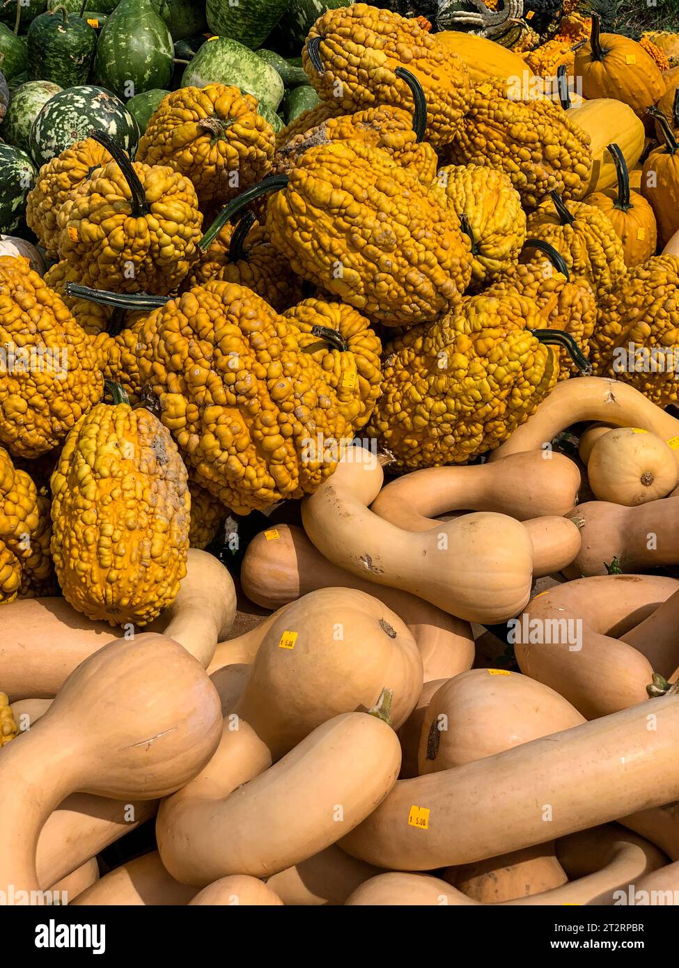 Gourds for Halloween Decoration, St. Mary's County, Maryland, USA. Foto Stock