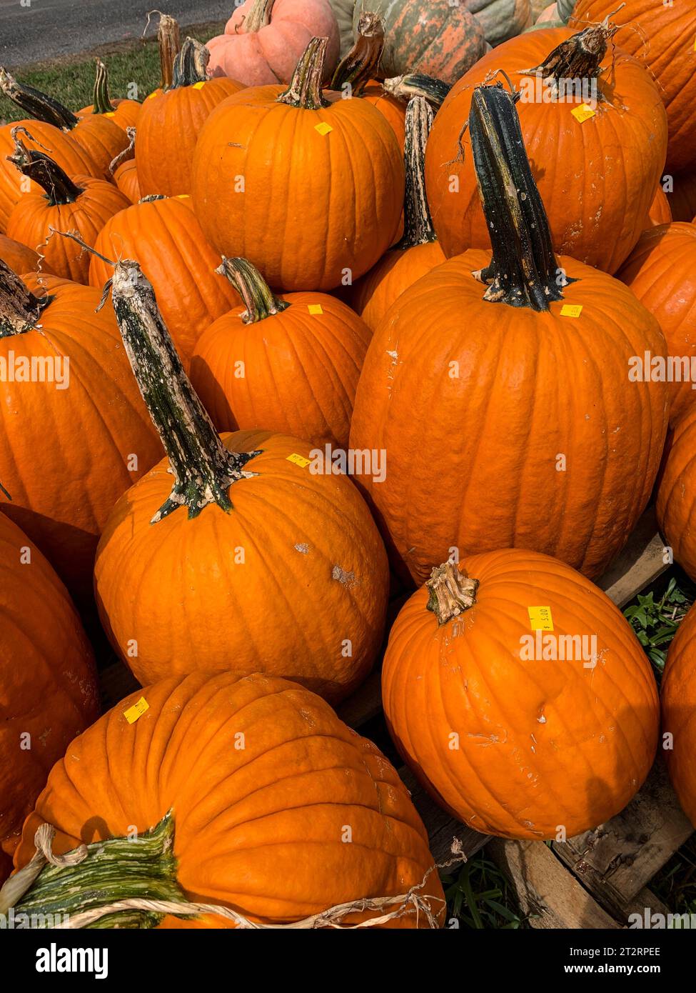 Zucche al prezzo di Halloween sale, St. Mary's County, Maryland, USA. Foto Stock