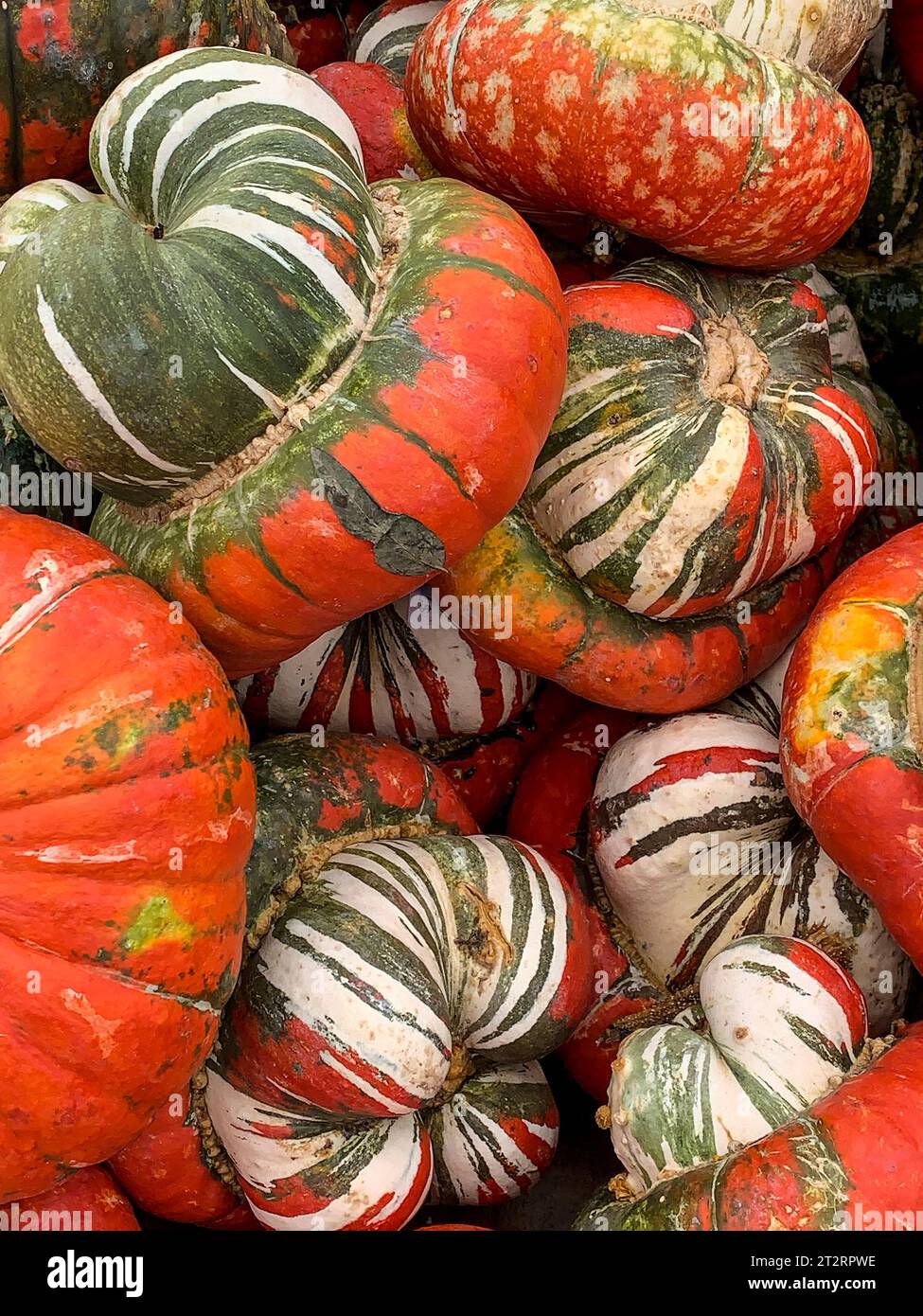 Turban squash, per la decorazione di Halloween. Foto Stock