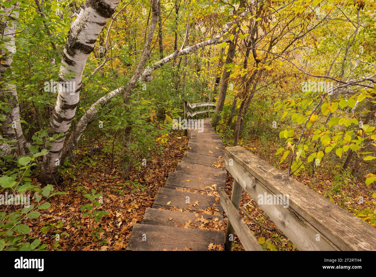 Scalini di legno su un sentiero escursionistico su una collina nel bosco in autunno. Foto Stock Scalini di legno su un sentiero escursionistico su una collina nel bosco in autunno. Foto Stock