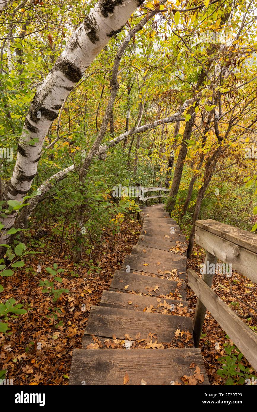 Scalini di legno su un sentiero escursionistico su una collina nel bosco in autunno. Foto Stock Scalini di legno su un sentiero escursionistico su una collina nel bosco in autunno. Foto Stock