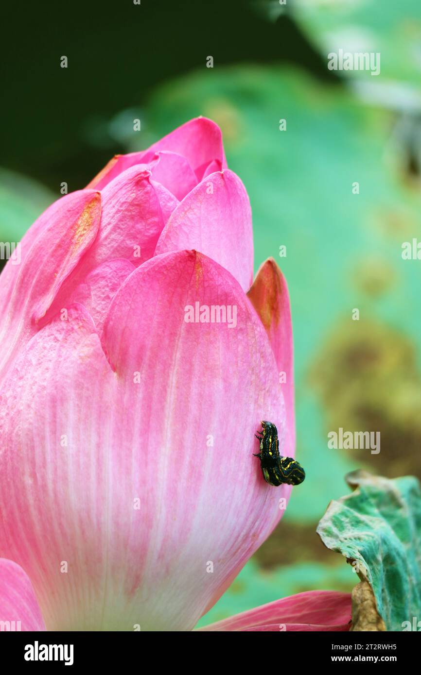 Primo piano di un Caterpillar nero che si arrampica su un bellissimo Bud di loto sacro Foto Stock