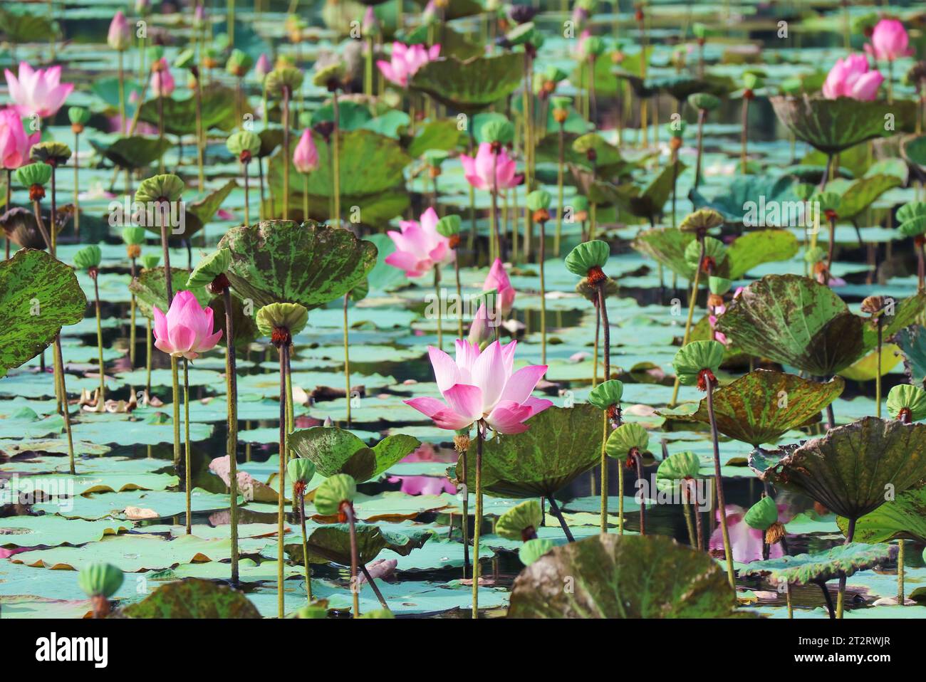 Grande gruppo di fiori di loto rosa che fioriscono nello stagno Foto Stock