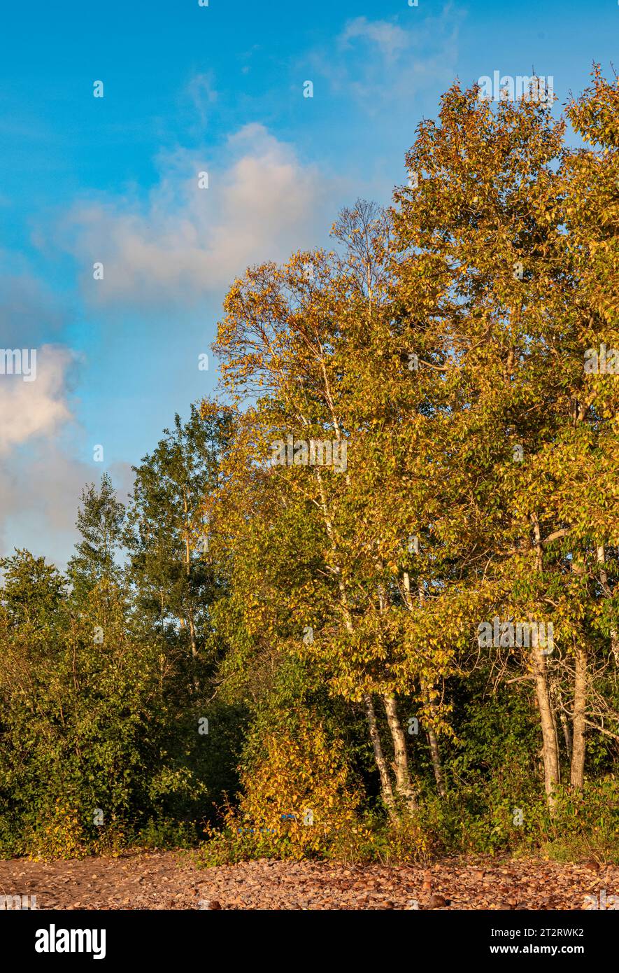 Gli alberi di betulla popolano la riva sopra Black Beach, Silver Bay, Lake County, Minnesota Foto Stock