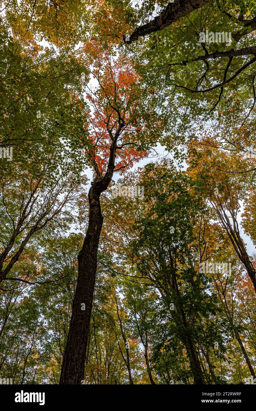 Le cime degli alberi nella foresta sono mostrate al Mink River Nature Conservancy nella Door County, Wisconsin Foto Stock