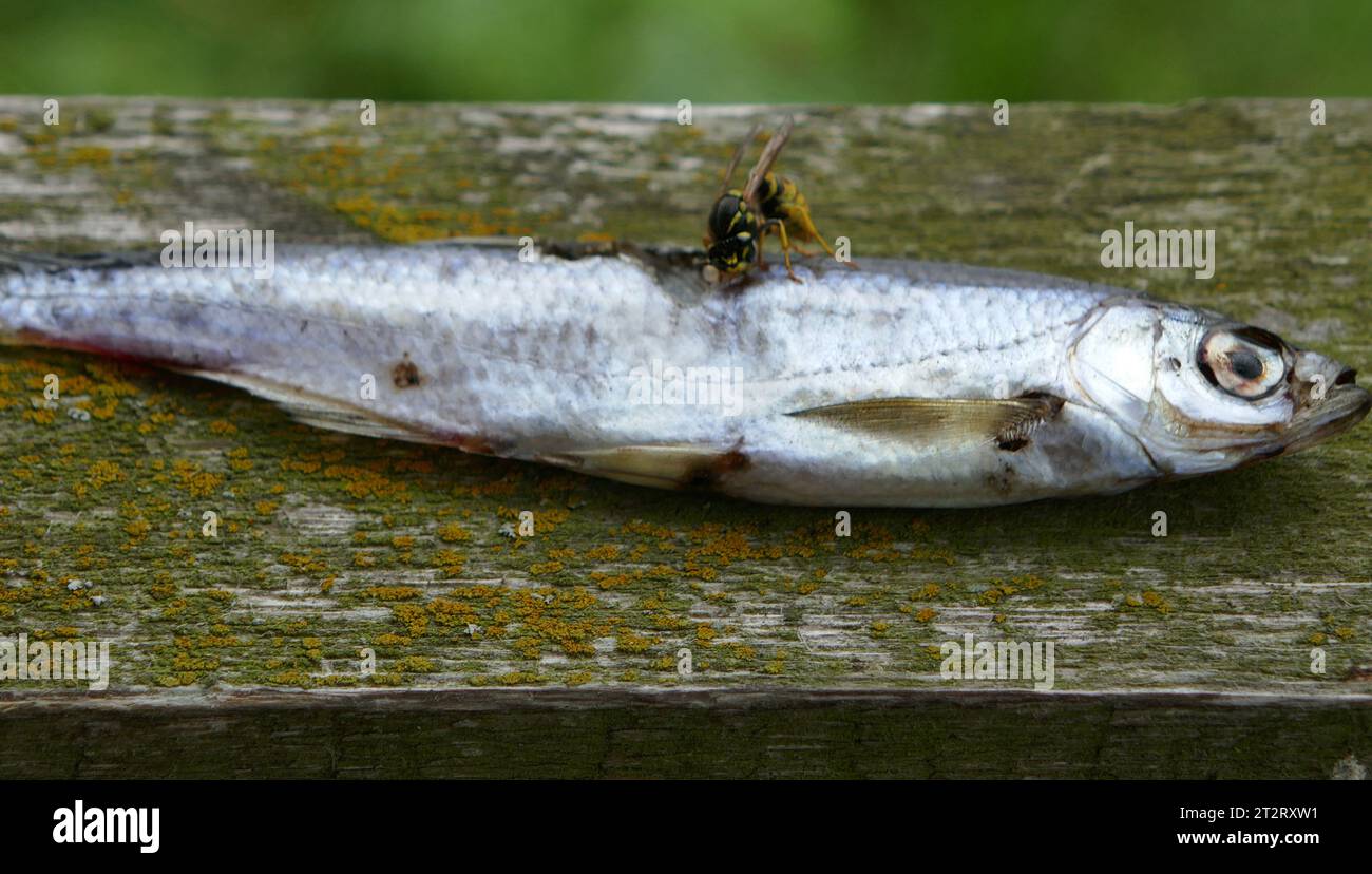 Pesce morto. Cupo. Le vespe predatorie mangiano pesce Foto Stock