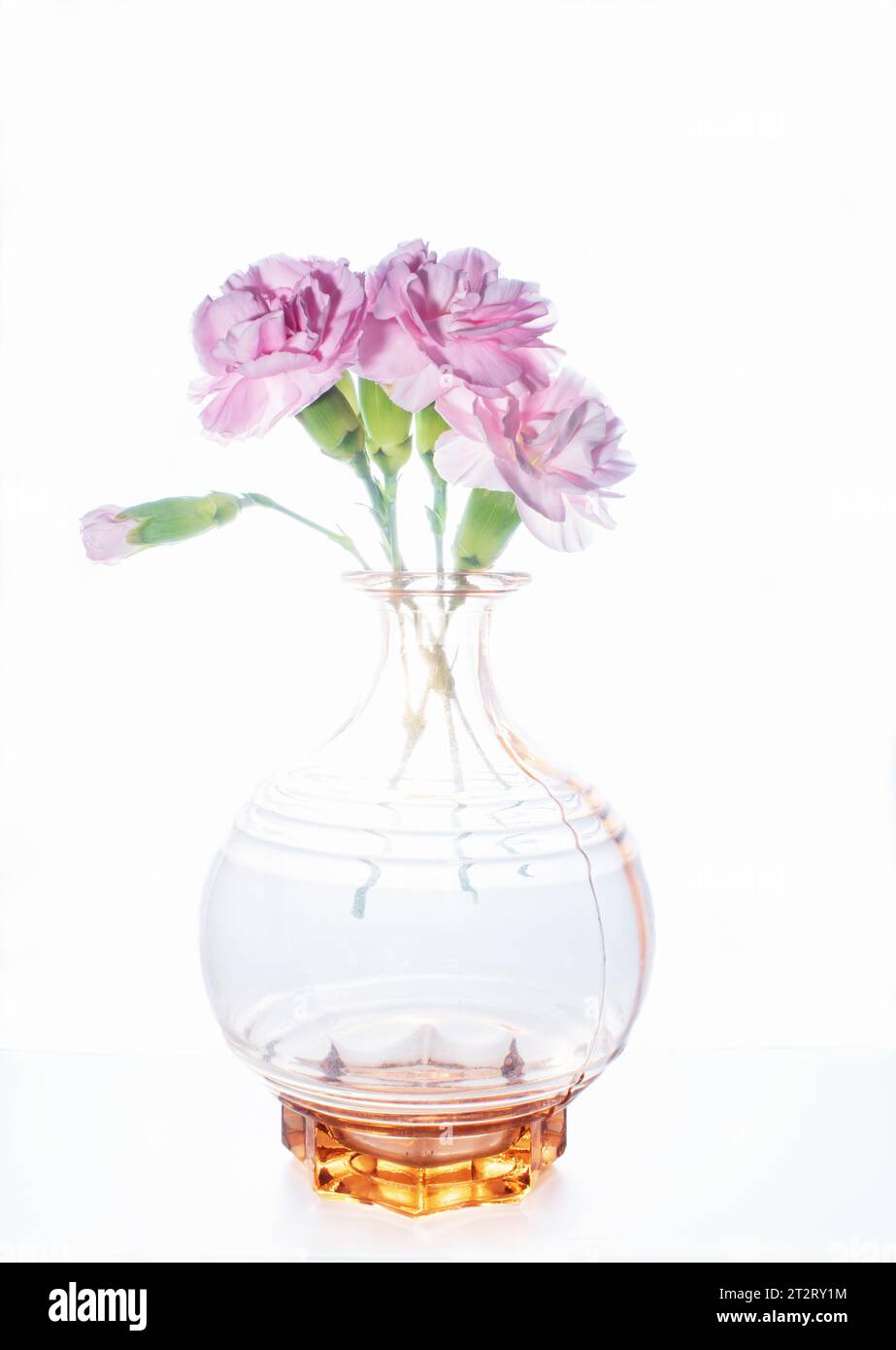 Un vaso in vetro arancione di delicati garofani rosa adagiato su un alto sfondo bianco Foto Stock