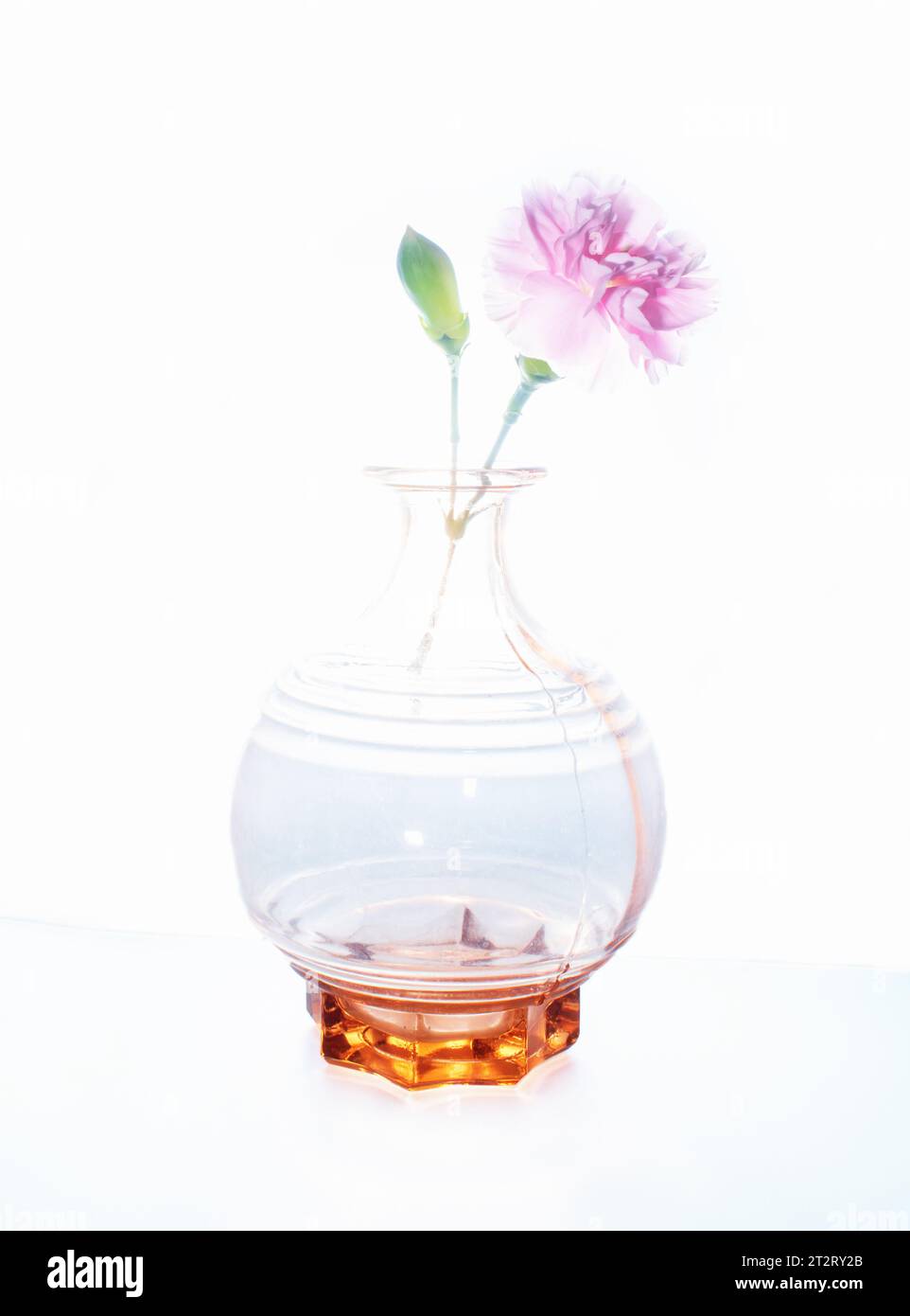 Un singolo garofano rosa delicato esposto in un vaso di vetro arancione traslucido Foto Stock