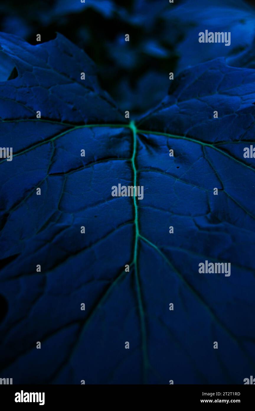 Dettagli della struttura delle foglie di acanto bluastro. Foto Stock