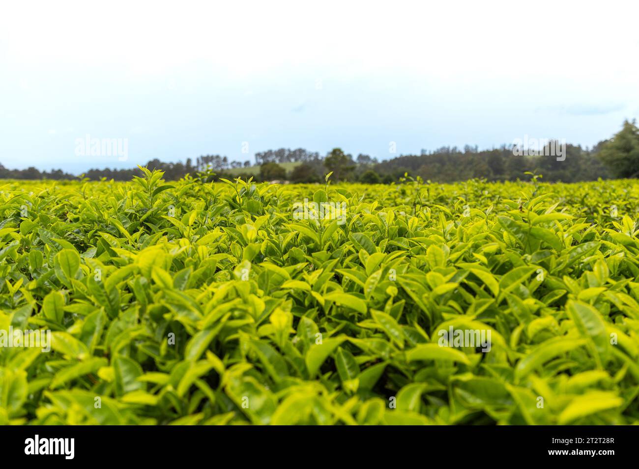 Un campo di piante di tè in Africa, concetto di produzione di tè. Foto Stock