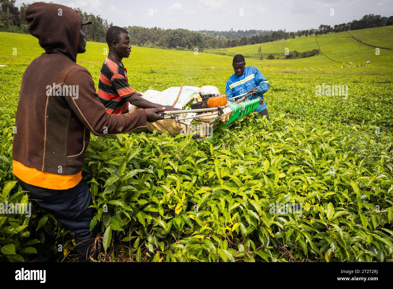 Tre contadini africani raccolgono foglie di tè in una piantagione, dichiarando di raccogliere dai campi. Foto Stock
