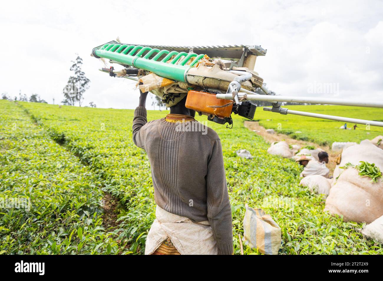 Un agricoltore africano con una mietitrice sulla testa è pronto a lavorare in un campo di tè. Foto Stock
