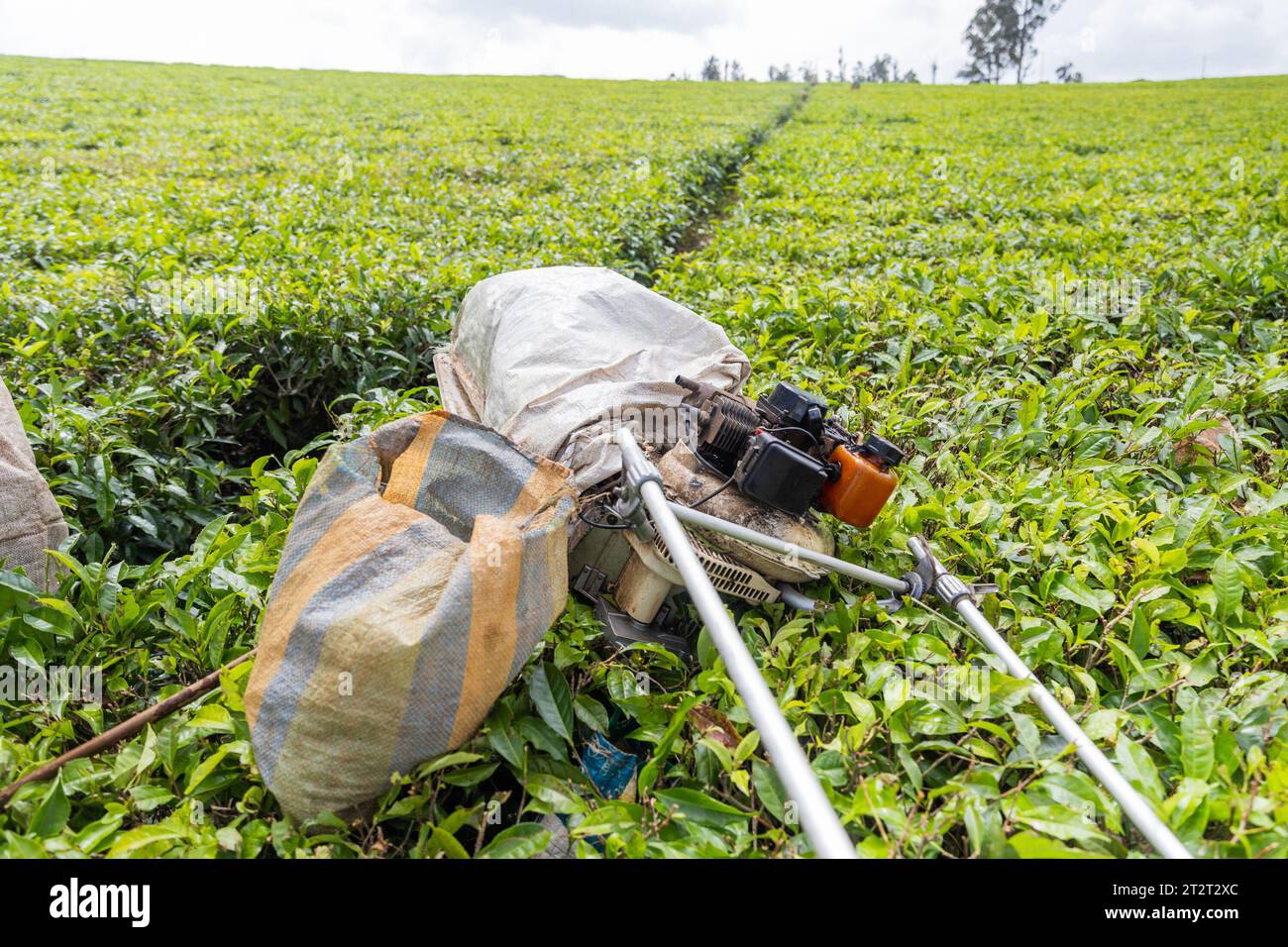Primo piano di una mietitrice e di un sacco in un campo di tè, concetto di produzione del tè. Foto Stock