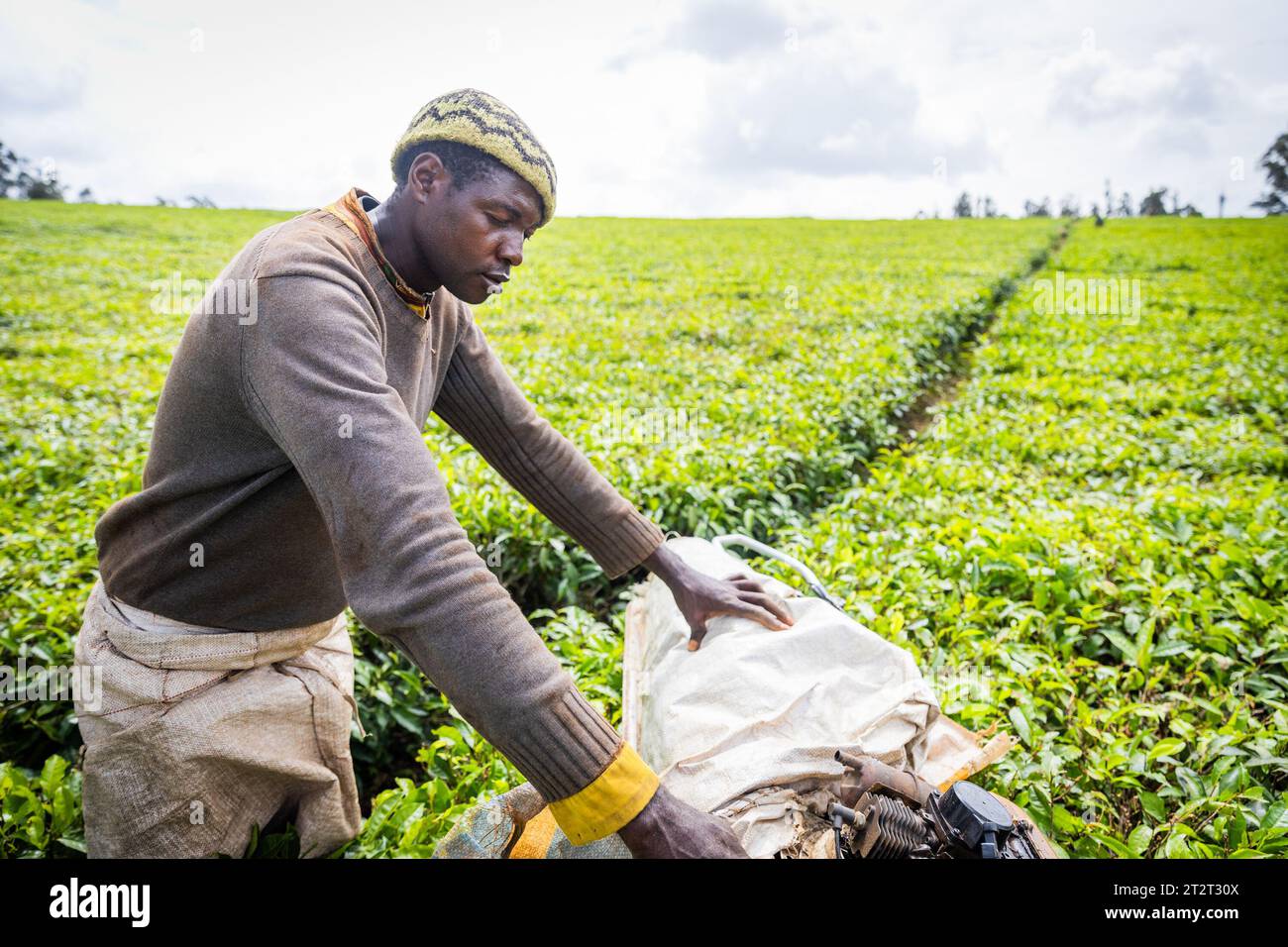 Un agricoltore con una mietitrice lavora nei campi di tè in Africa. Foto Stock