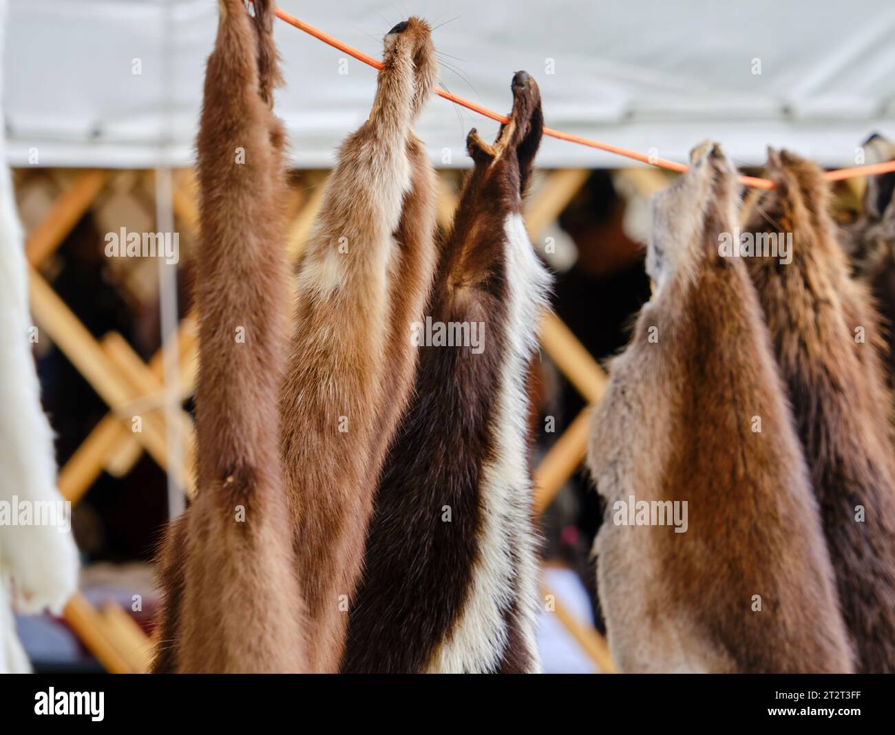 Esposizione di pellicce della tradizionale caccia aborigena Mikmaq appese in linea alla presentazione NAIG Foto Stock