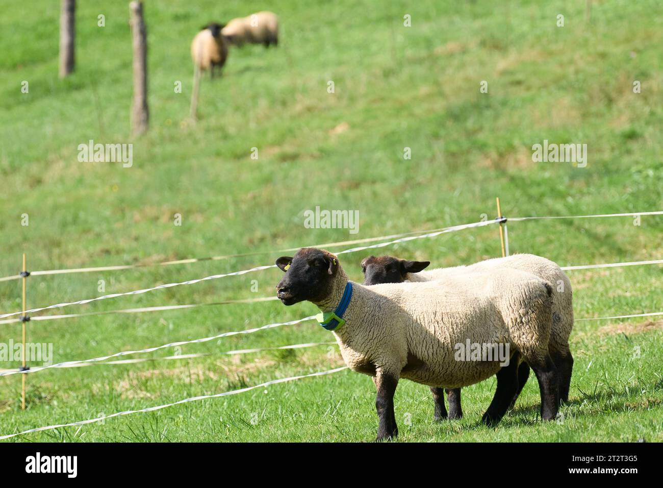 21 ottobre 2023, Arroes, Pion e Candanal (Villa, Asturias, Spagna: Sheeps Visit 2023 Exemplary Arroes, Pion e Candanal (Villaviciosa) durante Princess of Asturias Awards 2023 il 21 ottobre 2023 ad Arroes, Pion e Candanal (Villaviciosa), Spagna (Credit Image: © Jack Abuin/ZUMA Press Wire) SOLO USO EDITORIALE! Non per USO commerciale! Foto Stock